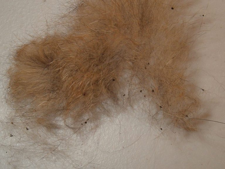 Comment se débarrasser des puces de lit ? Traitement Punaises