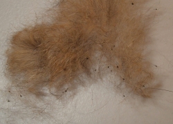 Comment se débarrasser des puces de lit ?