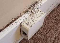 D’où viennent les punaises de lits ?